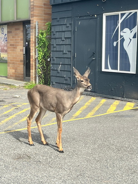 Deer standing in parking lot of commercial building