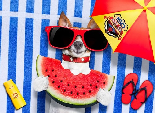 photo of dog wearing sunglasses laying on back eating watermelon