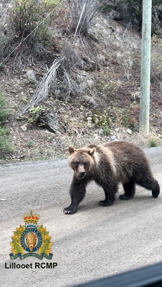 Picture of Grizzly bear walking by police vehicle on Texas Creek road. 