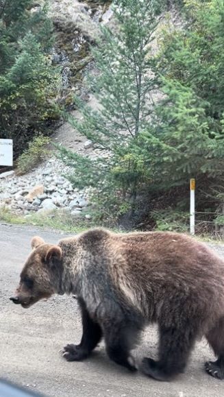 Picture of Grizzly bear walking by Lillooet RCMP police vehicle on Texas Creek road. 